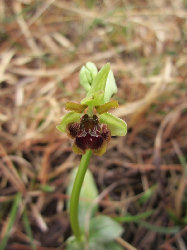 Ophrys variabilit oppure...